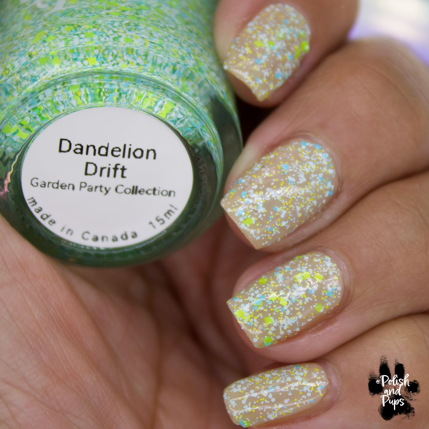 Dandelion Drift
