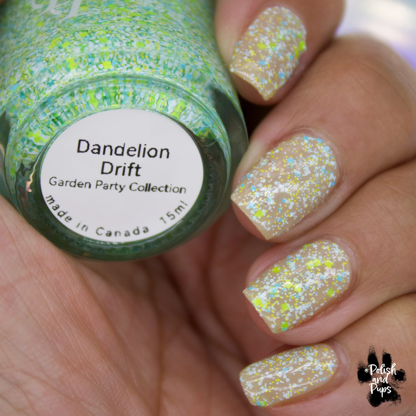 Dandelion Drift