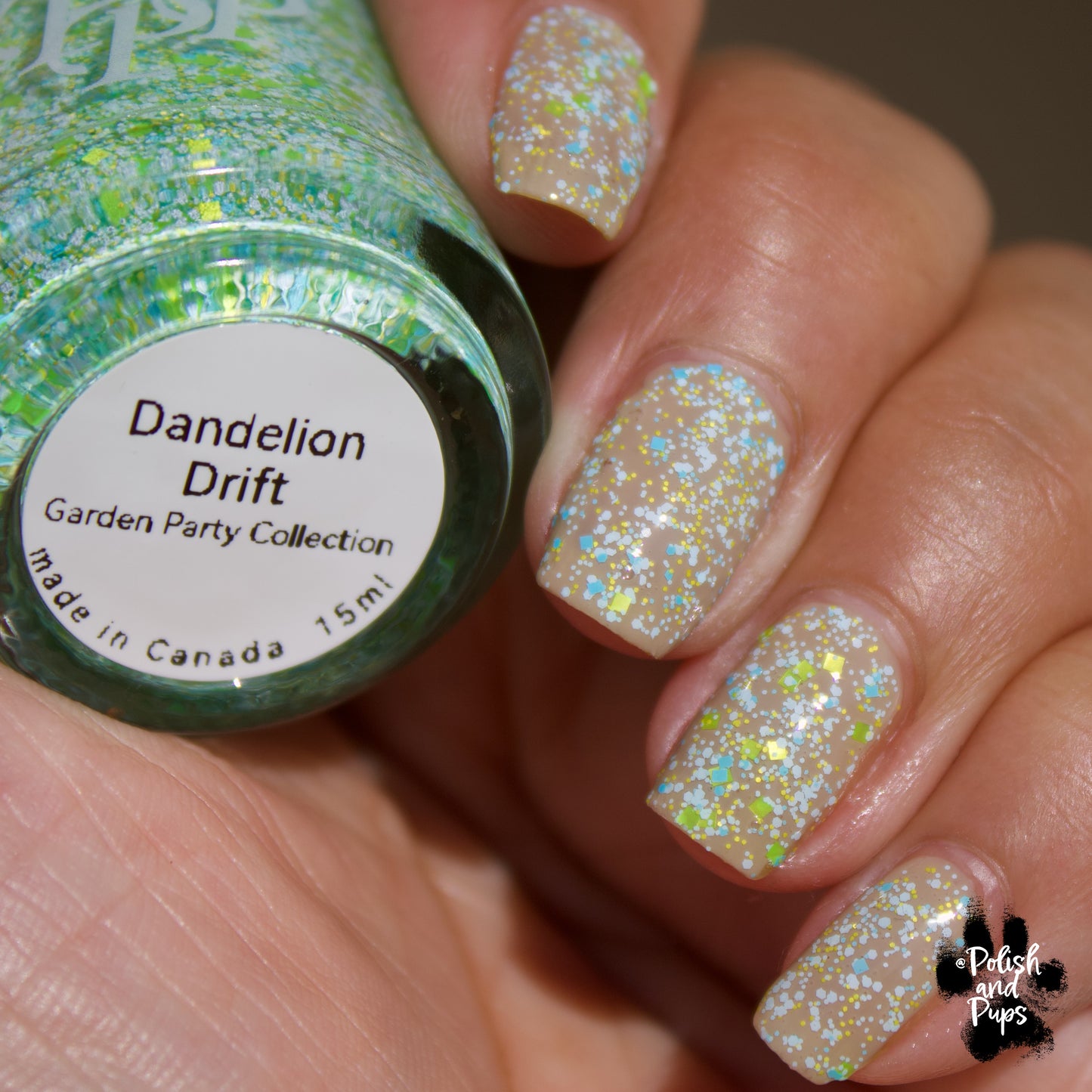Dandelion Drift